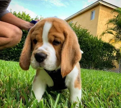 Roztomilá štenata beagle na prodej
