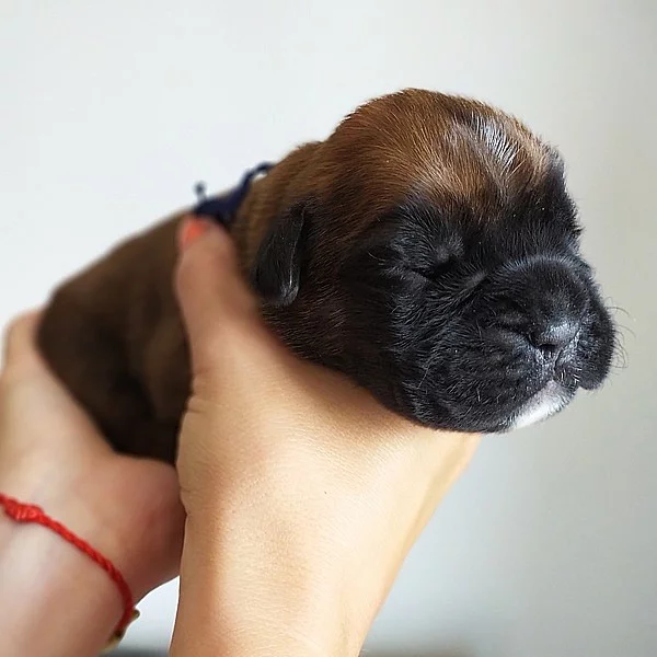 Štěňata německého boxera