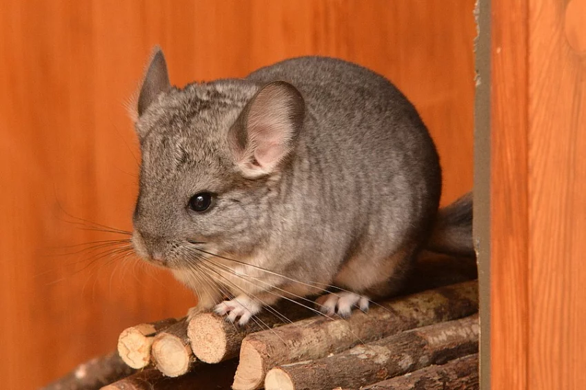 Prodám mládě činčily standard avc - samička