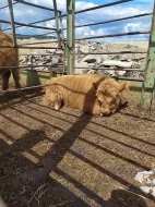 Skotský náhorní skot