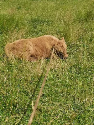 Skotský náhorní skot