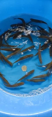 Prodám plotice a perlíny