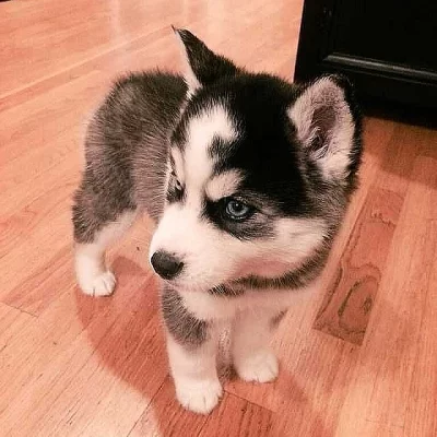 Sibiřský husky (fena) s PP k prodeji