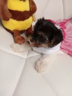 jorkšírský teriér, yorkshire terrier s PP