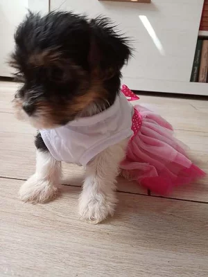 jorkšírský teriér, yorkshire terrier s PP