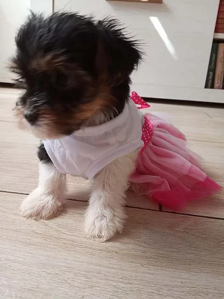 jorkšírský teriér, yorkshire terrier s PP