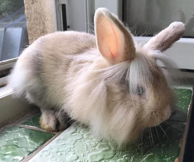 Zakrslý králík lvíček sameček