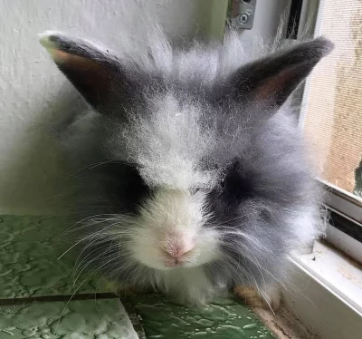 Zakrslý Teddy sameček