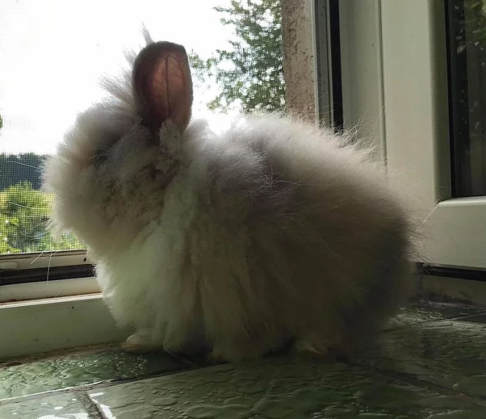 Králík zakrslý Teddy Beránek sameček