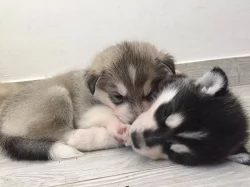 Prodám Štěně Sibiřského huskyho