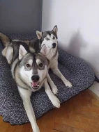 Prodám Štěně Sibiřského huskyho