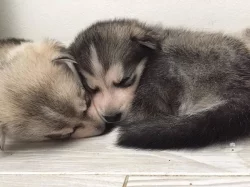 Prodám Štěně Sibiřského huskyho