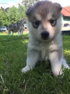 Prodám Štěně Sibiřského huskyho