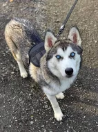 Prodám Štěně Sibiřského huskyho