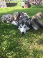Prodám Štěně Sibiřského huskyho