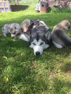 Prodám Štěně Sibiřského huskyho