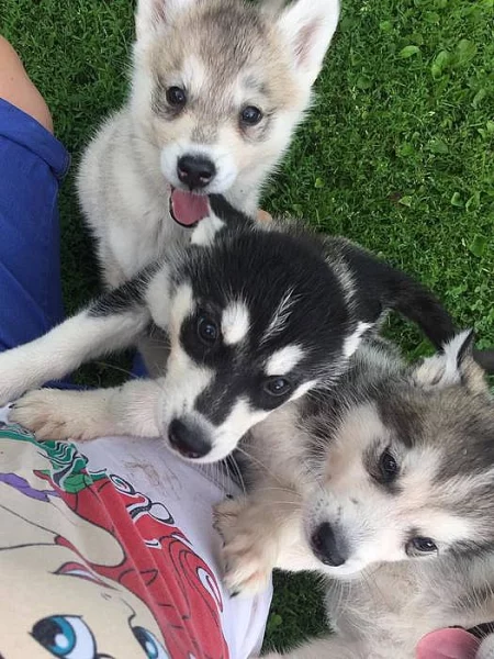 Prodám Štěně Sibiřského huskyho
