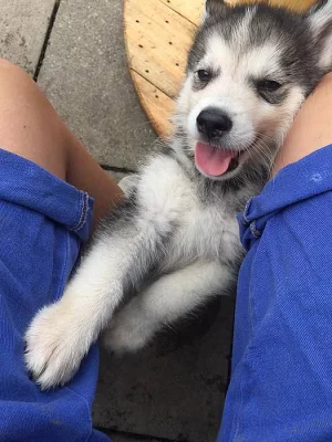 Prodám Štěně Sibiřského huskyho