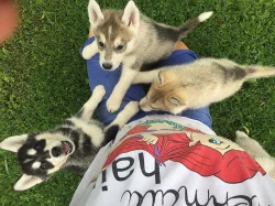 Prodám Štěně Sibiřského huskyho