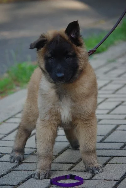 Belgický ovčák Tervueren - prodám krásného pejska