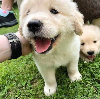 Zlatý retrívr na prodej