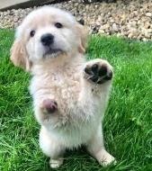 Zlatý retrívr na prodej