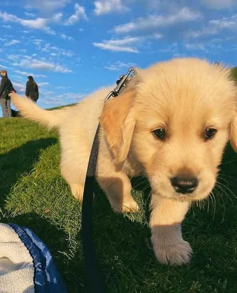Zlatý retrívr na prodej