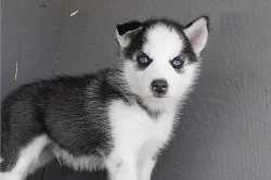 Sibiřský husky – 2 fenky a 3 pejsci s PP k odběru.