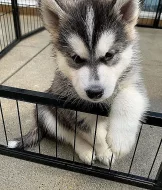 Sibiřský husky – 2 fenky a 3 pejsci s PP k odběru.