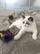 Ragdoll s PP