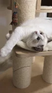 Ragdoll s PP