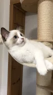 Ragdoll s PP