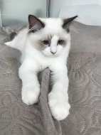 Ragdoll s PP