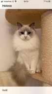 Ragdoll s PP