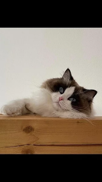 Ragdoll s PP