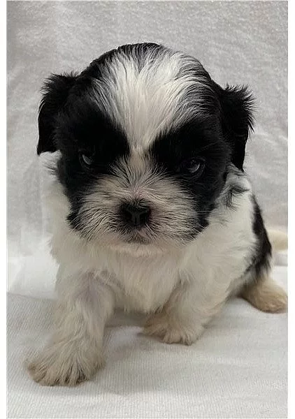 PEKNE VYPADAJÍCÍ ŠTENÁTKA SHIH TZU K DISPOZICI K ADOPCI