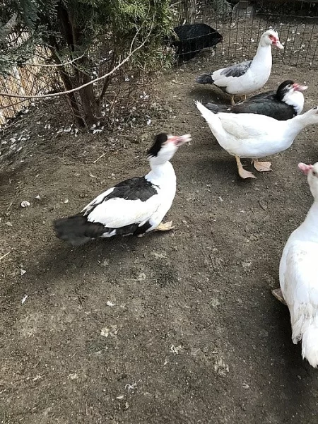 Nabízím krásné pižmové kachny