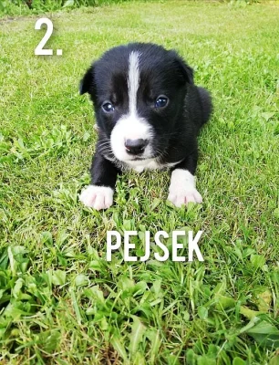 štěňata border kolie
