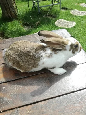 Prodám samce vhodné k chovu