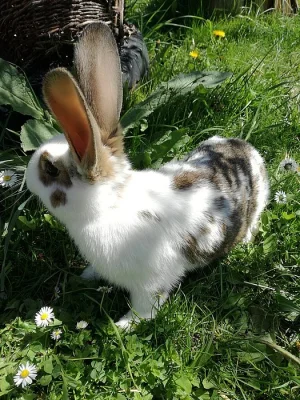 Mladí králíčci vhodní k chovu i jako mazlíčci