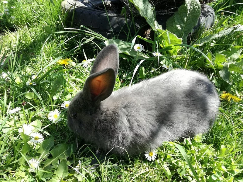 Mladí králíčci vhodní k chovu i jako mazlíčci