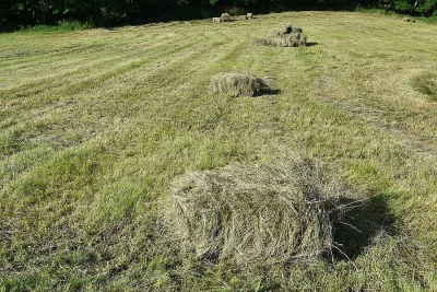 Vojtěškové a luční seno