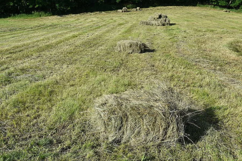 Vojtěškové a luční seno