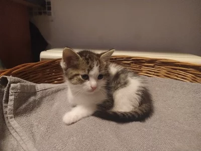 Koťátko, bílo-mourovatý kocourek