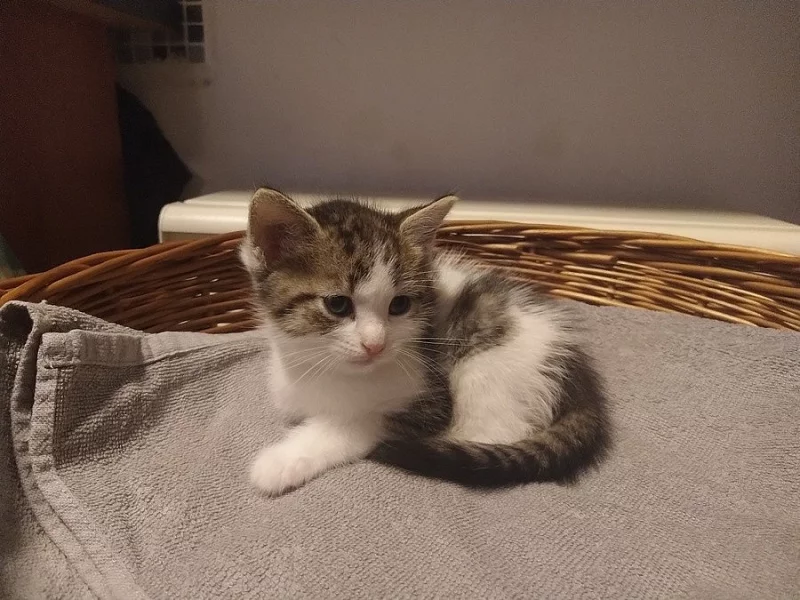 Koťátko, bílo-mourovatý kocourek