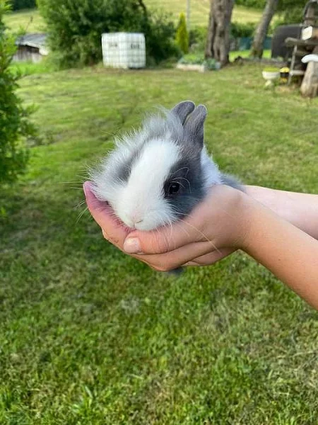 Zakrslý králík