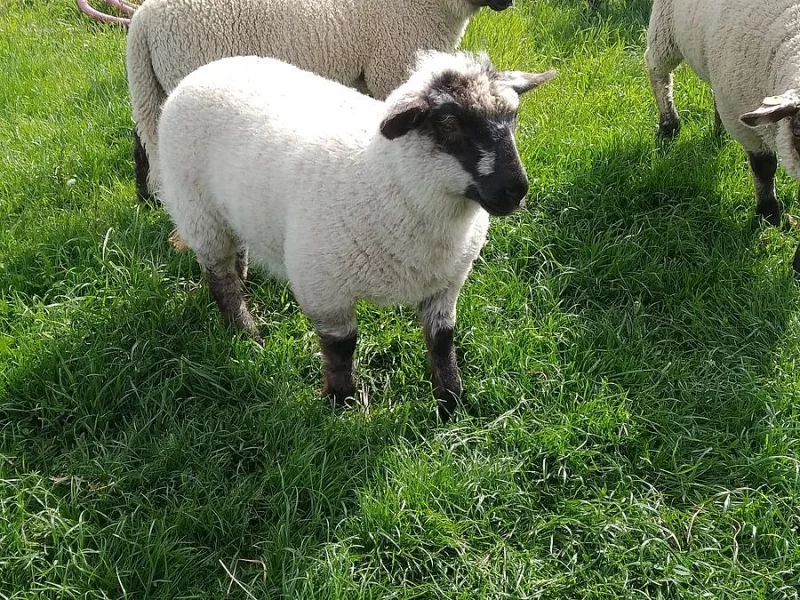 Prodám dubnové jehně