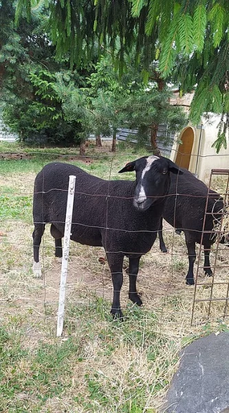 Beran Zwartbles