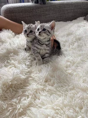 Prodám britská whiskas koťátka