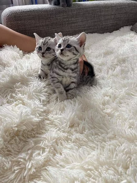 Prodám britská whiskas koťátka